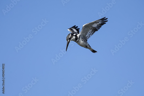 Quadro em tela Pied Kingfisher hover in flight to hunt