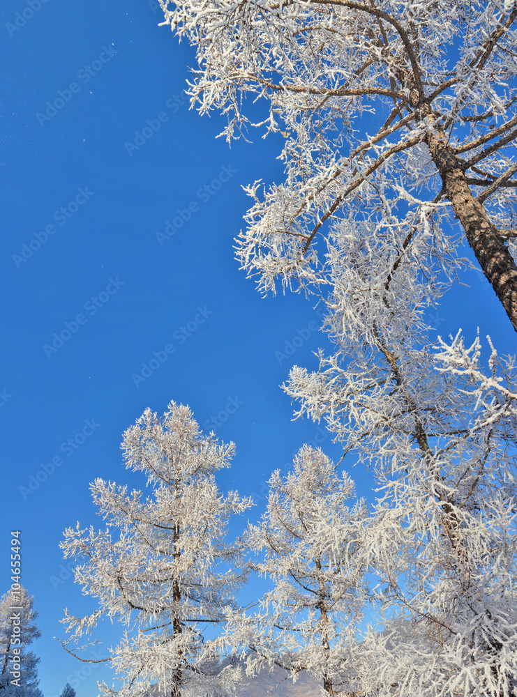 larch in snow, Siberia, Russia