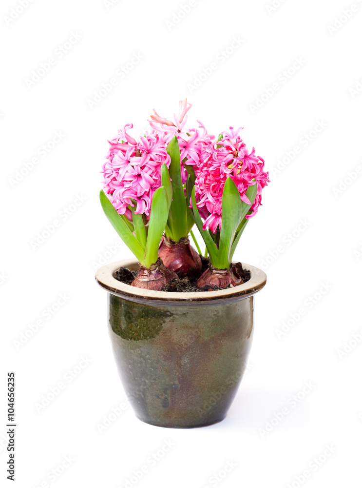Pink  hyacinth flowers in the pot on white background