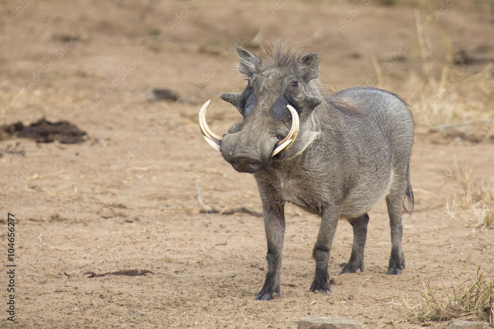 Single old Warthog walking to waterhole to drink Single old Warthog walking to waterhole to drink