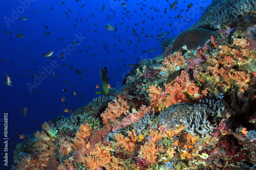 Fototapeta Naklejka Na Ścianę i Meble -  Colorful Coral Reef at Crystal Bay, Nusa Penida. Bali, Indonesia