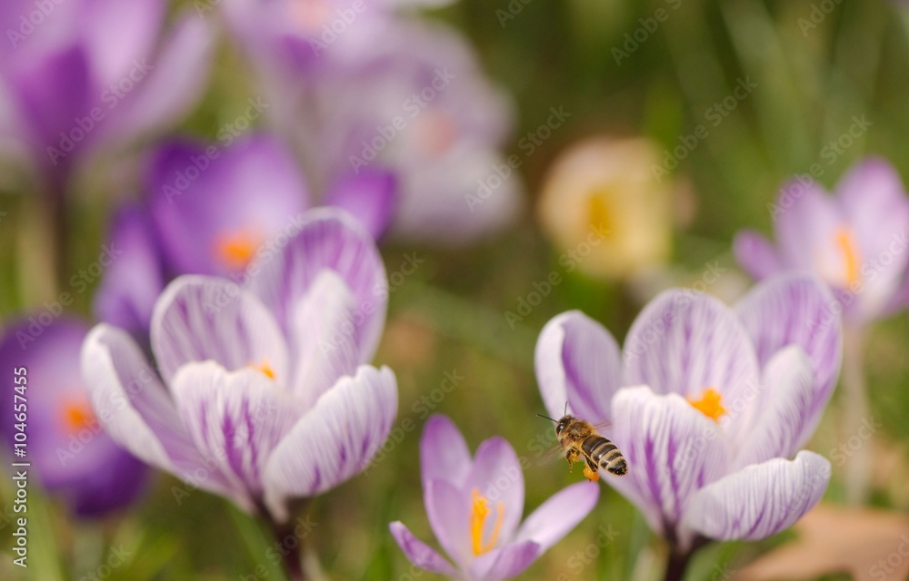 Closeup of a bee flying to purple crocuses and holding nectar