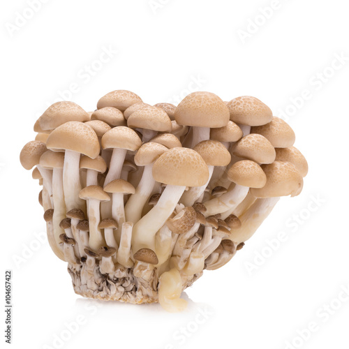 shimeji mushrooms brown varieties on white background