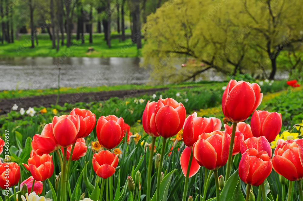Obraz premium colorful tulips