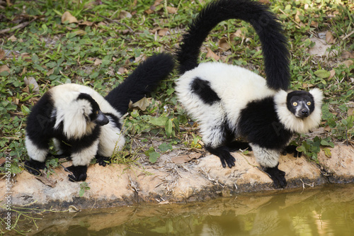 Two Black and white ruffed lemur