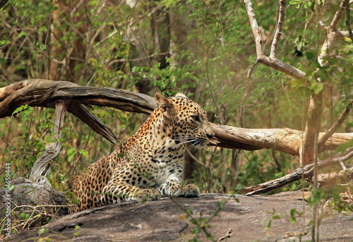 Sri Lankan Leopard (Panthera Pardus Kotiya) on a Stone in the Bush, Yala National Park, Sri Lanka