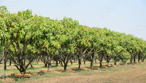 Mango orchard in Thailand