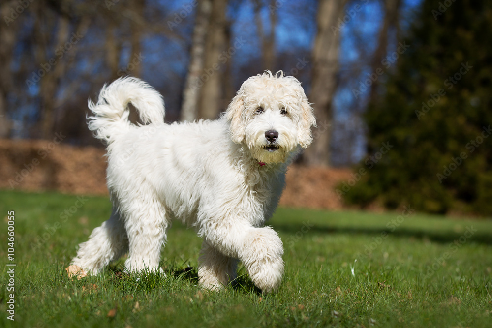 Labradoodle dog outdoors in nature