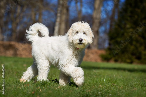 Labradoodle dog outdoors in nature