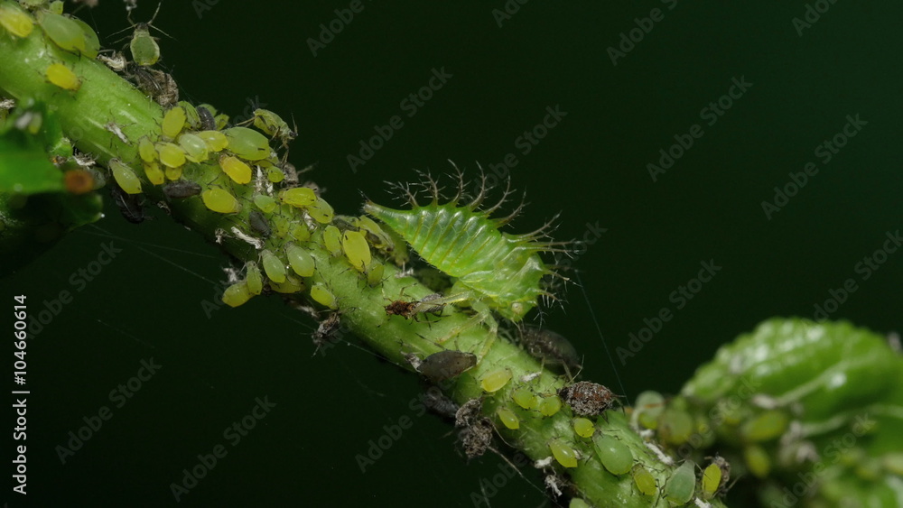 4K Buffalo Treehopper (Ceresa alta) Nymph and Aphids 2 4K Buffalo Treehopper (Ceresa alta) Nymph and Aphids 2