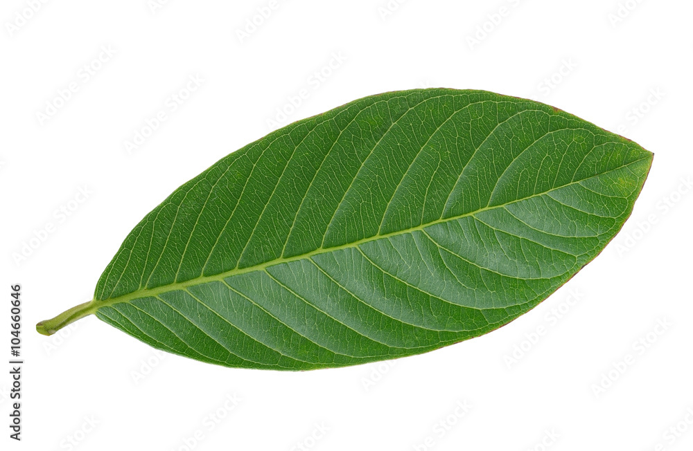 Obraz premium Green leaf. Isolated on a white.