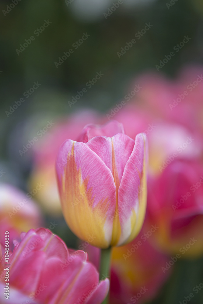 Colorful fresh tulip flower in the garden vertical style