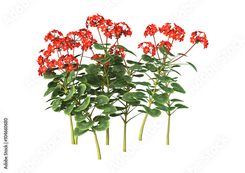 Fototapeta Naklejka Na Ścianę i Meble -  Red Geranium on White
