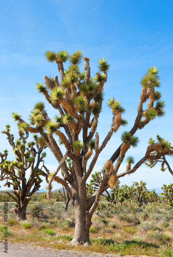 Joshua Tree, Arizona, USA