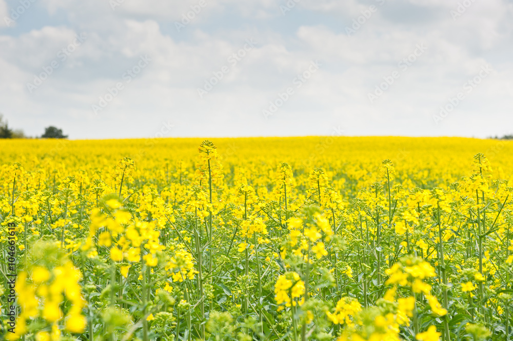 Yellow rapeseed field in sunny spring day Yellow rapeseed field in sunny spring day