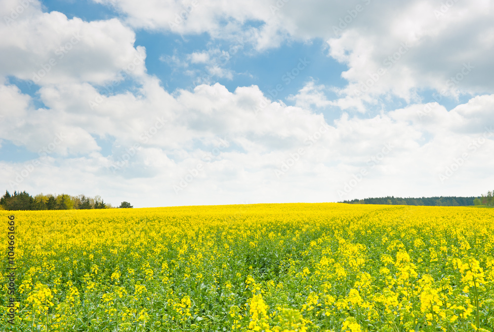 yellow rapeseed field, field and blue sky with white clouds yellow rapeseed field, field and blue sky with white clouds