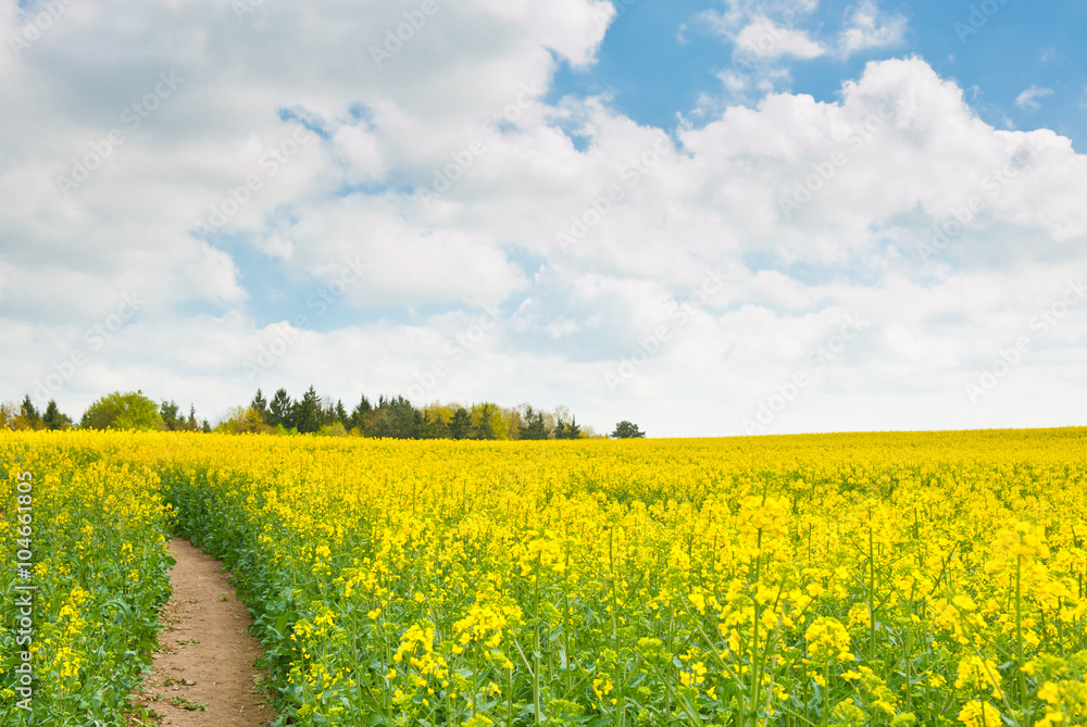 Obraz premium Yellow rapeseed field in sunny spring day
