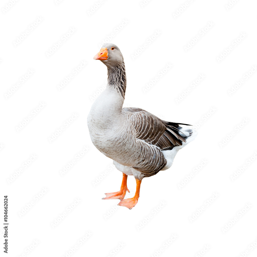 A grey goose, isolated on white background A grey goose, isolated on white background