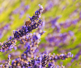 Gartenposter Lavendelblüten Lavendel Gewürz  © lamax