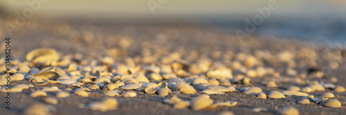 Muscheln im Abendlicht am Sandstrand - Banner photo