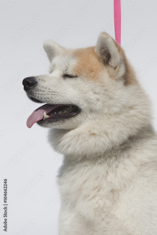 Husky Dog Husky Dog