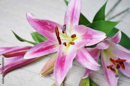 Fototapeta Naklejka Na Ścianę i Meble -  Pink Asiatic lily flower bloom with anthers and pollen