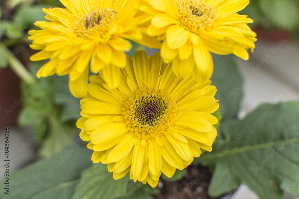 Planta, flor, Gerbera, margarita de pétalos amarillos Planta, flor, Gerbera, margarita de pétalos amarillos