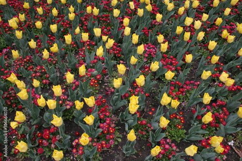 Tulpenplantage