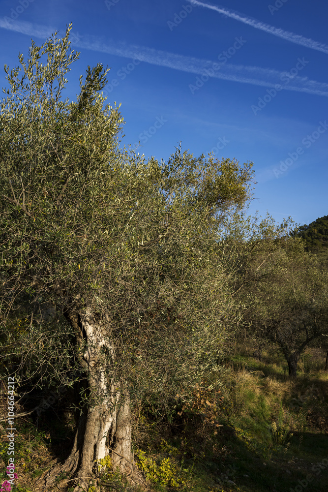 Obraz premium Alter Olivenbaum