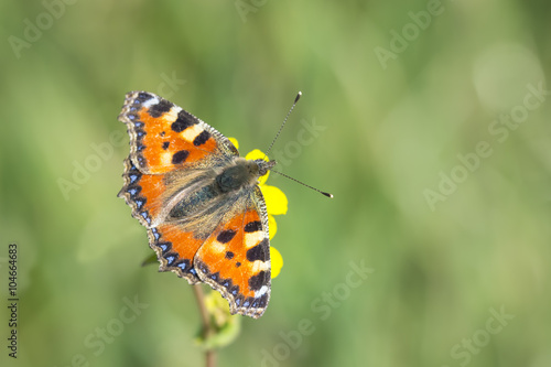 Small tortoiseshell butterfly top view