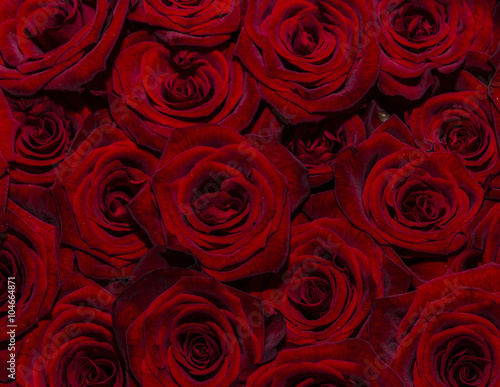 Background of red roses