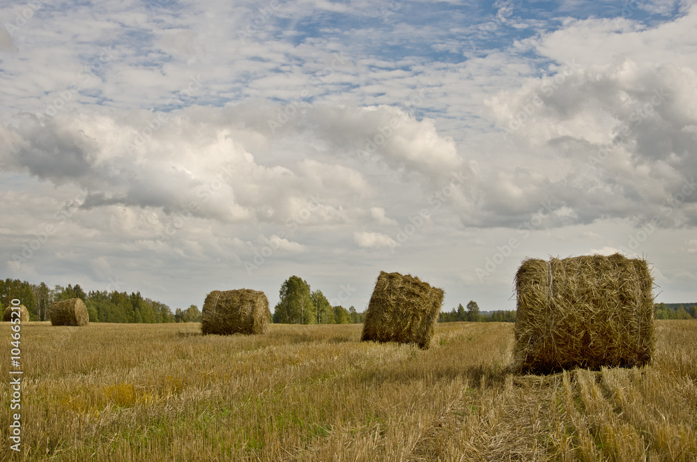 summer field with straw