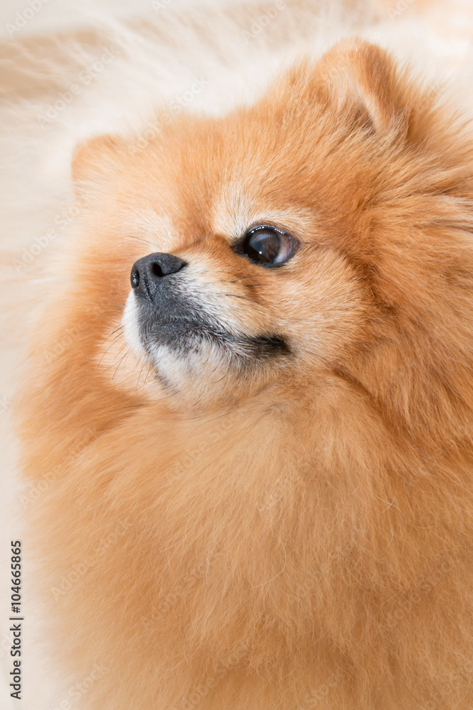 red dog breed miniature Pomeranian is looking with interest. emotion of interest and attention red dog breed miniature Pomeranian is looking with interest. emotion of interest and attention