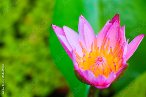 pink beautiful lotus photo