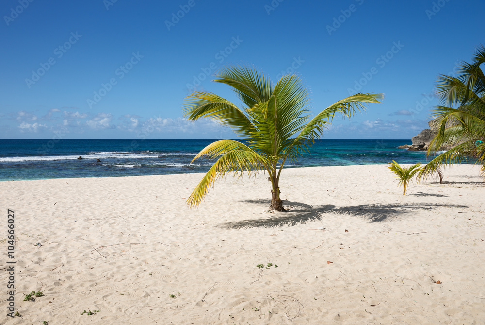 Obraz premium Palme am weißen Sandstrand