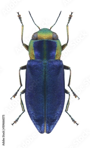 Beetle metallic wood borer Anthaxia anatolica lucidiceps