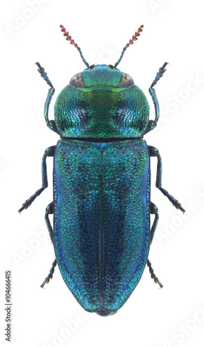 Beetle metallic wood borer Anthaxia muliebris (male)