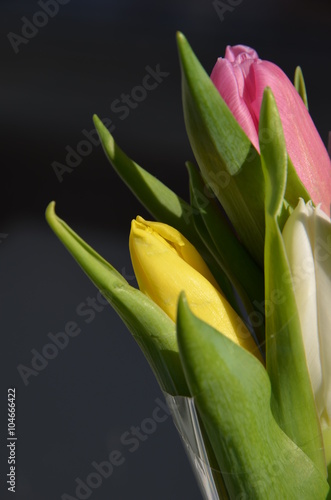 bouquet of tulips, on March 8, the first flowers