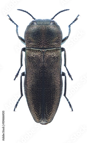 Beetle metallic wood borer Anthaxia cadusiana