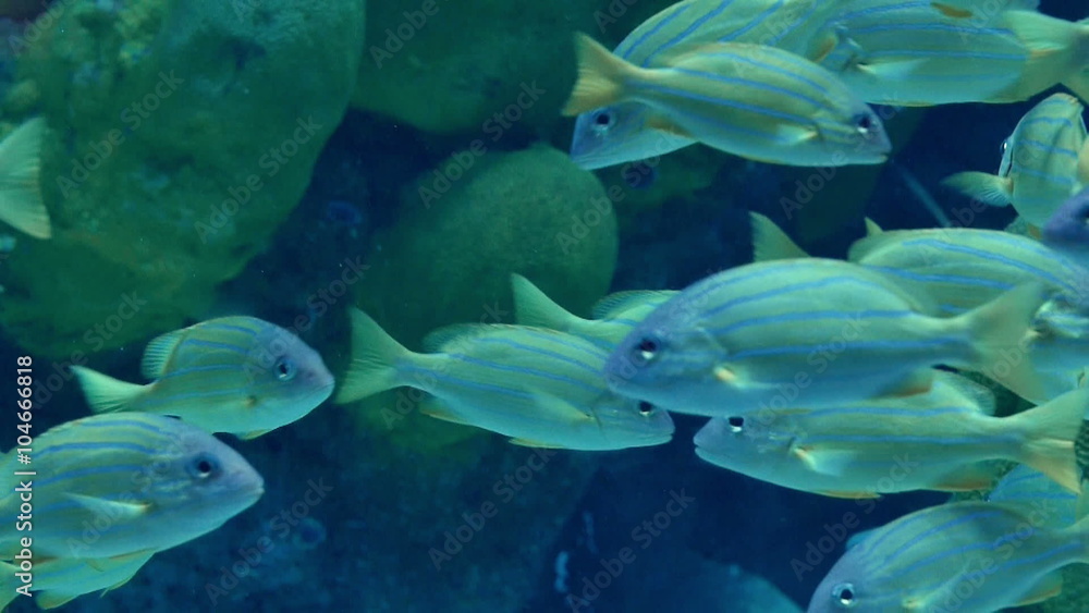 School of striped fish in tropical Andaman sea School of striped fish in tropical Andaman sea