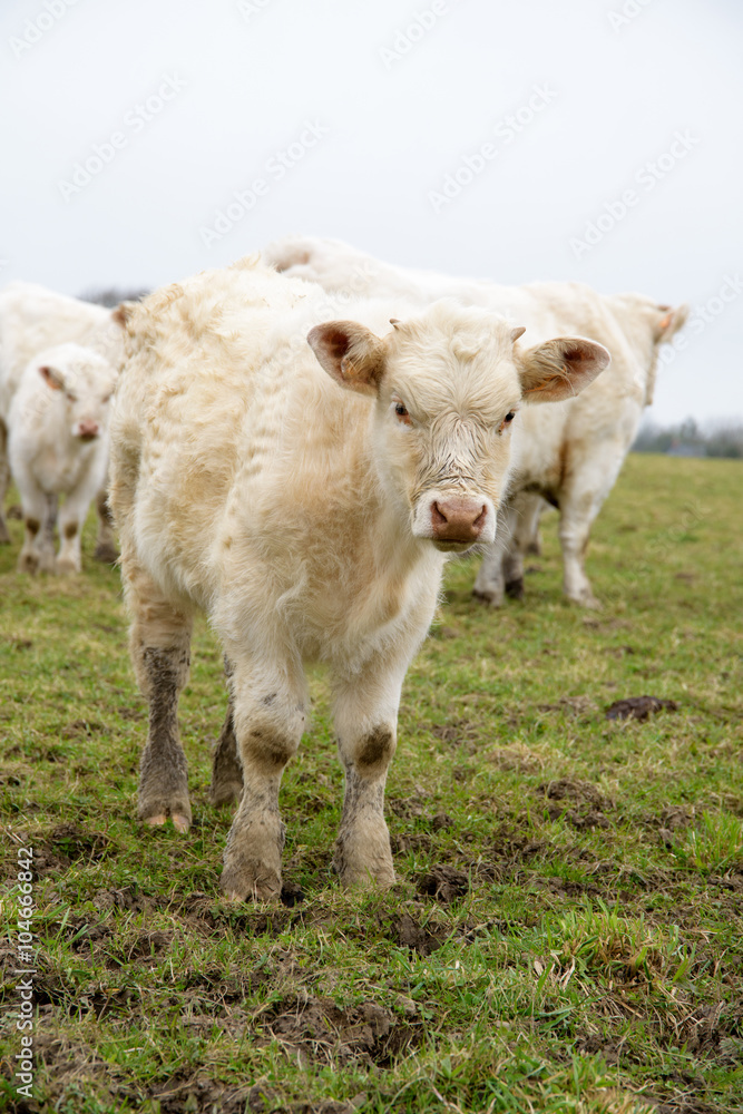 Veau dans le pré