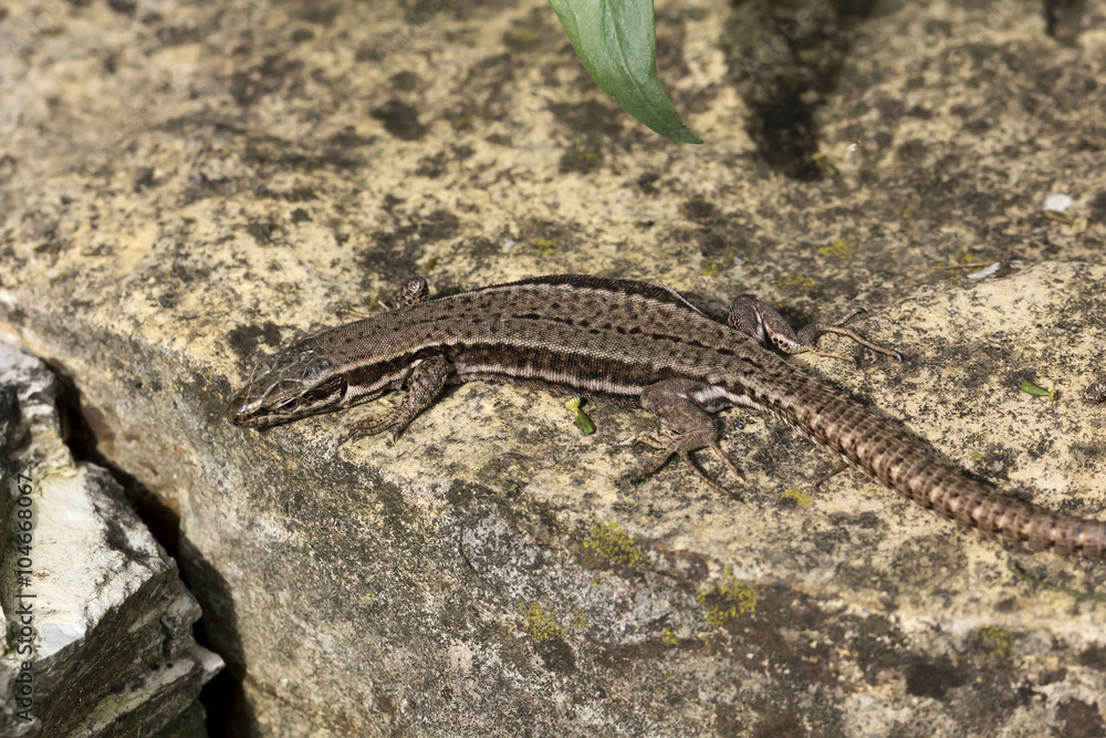 Podarcis muralis, Common wall lizard from Lower Saxony, Germany, Europe Podarcis muralis, Common wall lizard from Lower Saxony, Germany, Europe