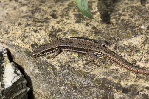 Podarcis muralis, Common wall lizard from Lower Saxony, Germany, Europe