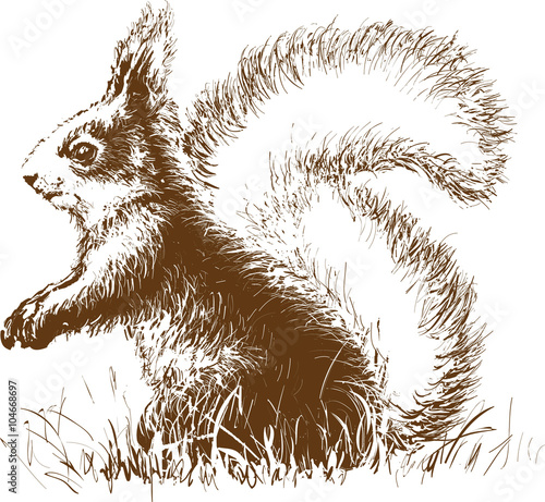 squirrel 01