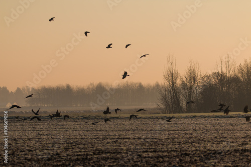 Krähen auf einem Feld