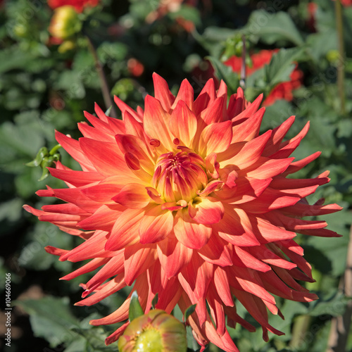 Fototapeta Naklejka Na Ścianę i Meble -  Dahlie, Dahlias