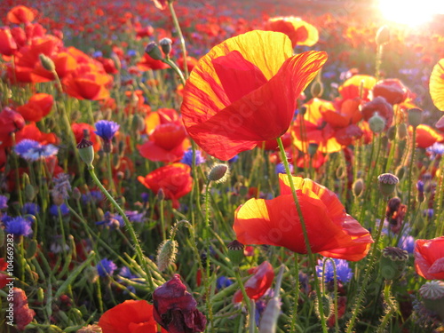 Poppies and cornflowers at sunset