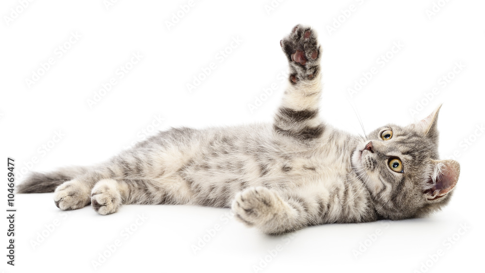 Naklejka premium Kitten on a white background