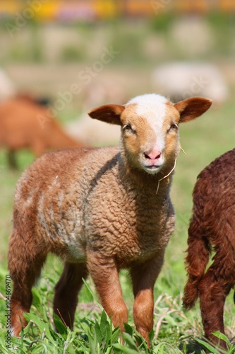 Newborn Brown Lamb on Pasture © Ellie Nator