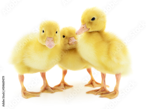 Wallpaper Mural Three yellow ducklings. Torontodigital.ca